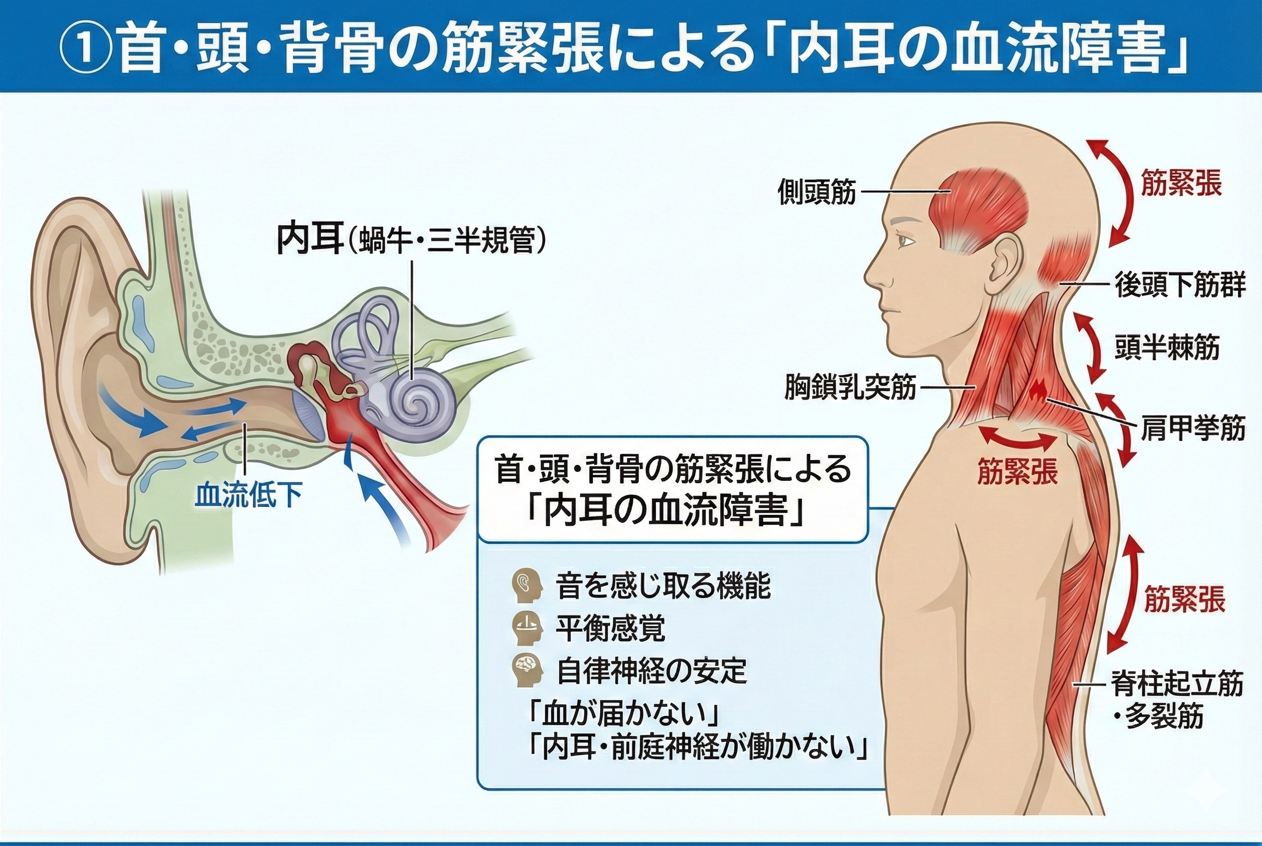 ① 首・頭・背骨の筋緊張による「内耳の血流障害」